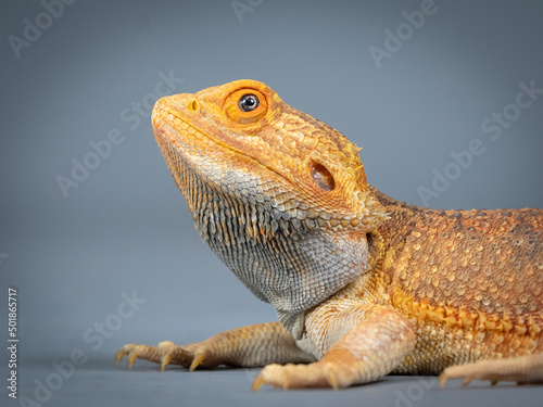 Portrait of central bearded dragon in a photography studio