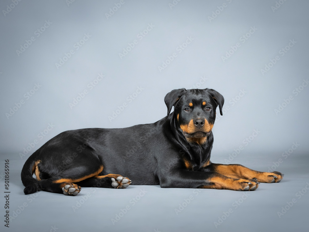 Fototapeta premium Rotweiler puppy lying down on the floor