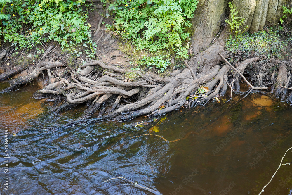 Clsoe up of tree roots growing in to a river Clsoe up of tree roots growing in to a river