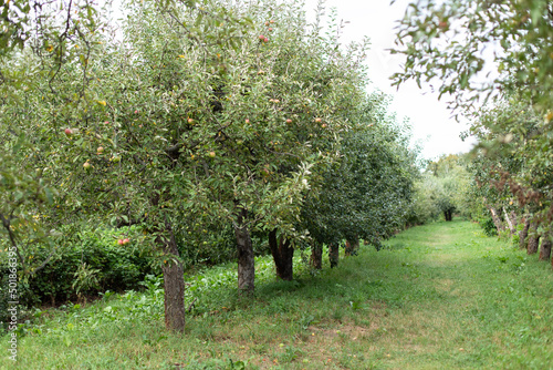 Summer garden with rows of apple trees. Green trees and Beautiful meadow in park. Beautiful Countryside spring landscape. Harvest Concept. Fruit garden. Forest trees in morning. 
