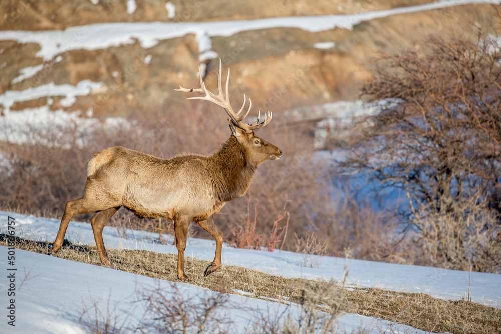 Deer in the snow against the sky and mountains. A herd of wild deer. Deer in the snow against the sky and mountains. A herd of wild deer.