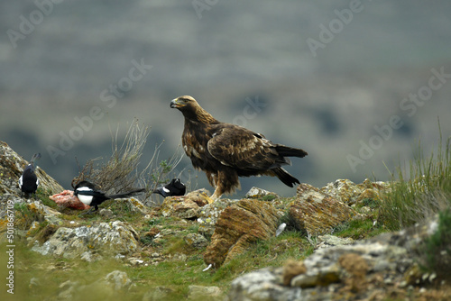 El aguila real en la montaña