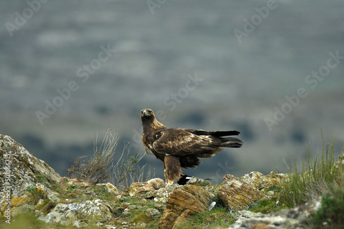 El aguila real en la montaña