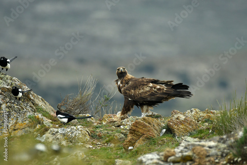 El aguila real en la montaña