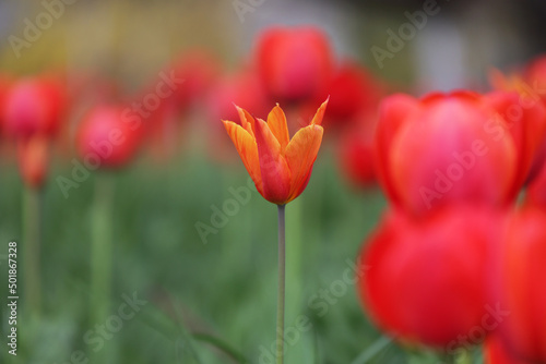 Klomb czerwonych kwiatów tulipan na tle zielonej trawy.  #501867328