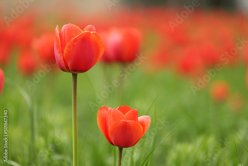 Klomb czerwonych kwiatów tulipan na tle zielonej trawy.  #501867340