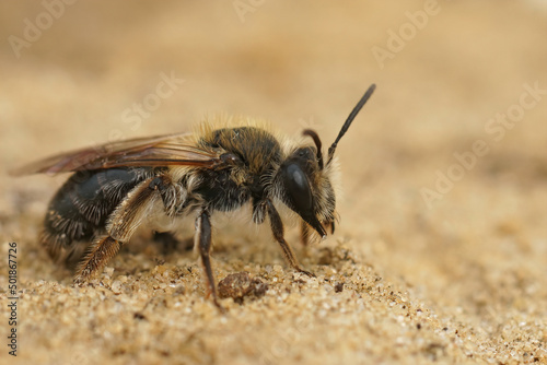 Closeup on a worn female Mellow miner, Andrena mitis sitting on the ground