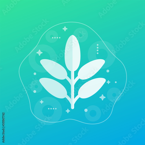 Sage herb icon, vector design