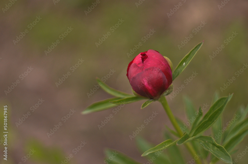 Bright burgundy peony blossomed in early spring Bright burgundy peony blossomed in early spring