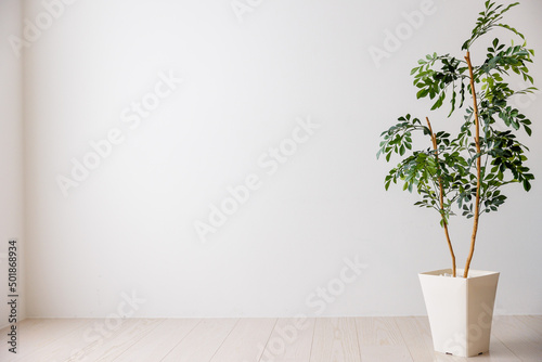 Fototapeta Naklejka Na Ścianę i Meble -  さわやかなイメージの観葉植物と白壁