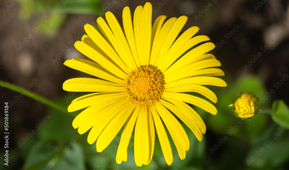 Yellow flower macro close up. Yellow flower top view. Flower with long petals Yellow flower macro close up. Yellow flower top view. Flower with long petals
