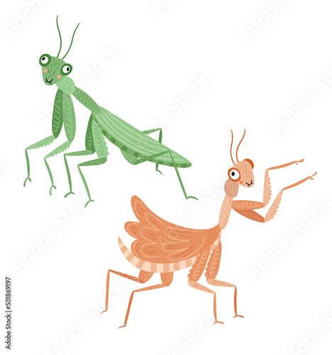 Two praying mantis insects, vector illustration