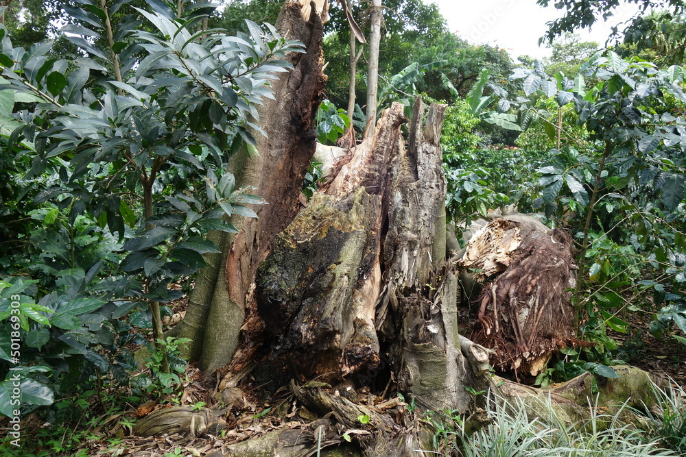 An old tree stump in the rainforest