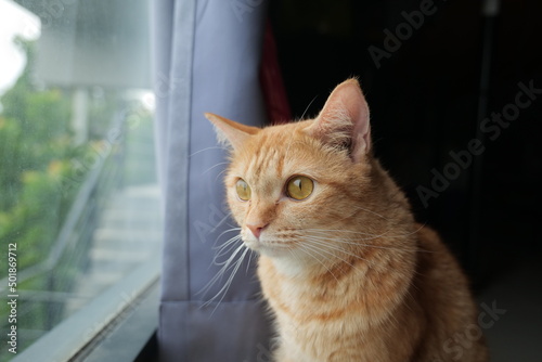 Wallpaper Mural cat looking at bird through window Torontodigital.ca