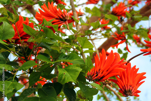 Indian coral tree, or Erythrina variegata flowers on a tree photo
