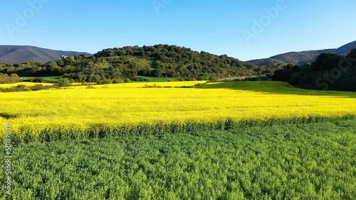 Aerial view of rapeseed cultivation and cereal in a farmland in a rural area. Tierra Estella county, Navarre, Spain, Europe. Drone view. 4K