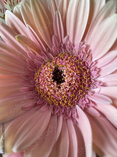 pink gerber daisy