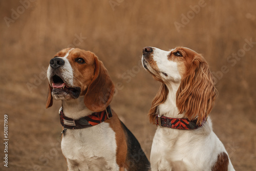 spaniel and beagle in the grass