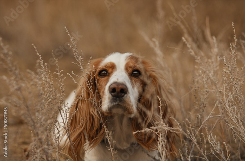 Obraz na płótnie portrait of a spaniel dog