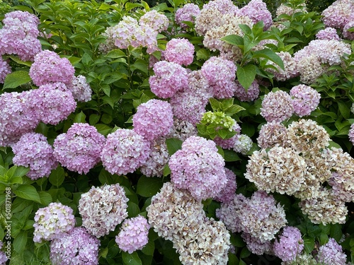 purple and white flowers