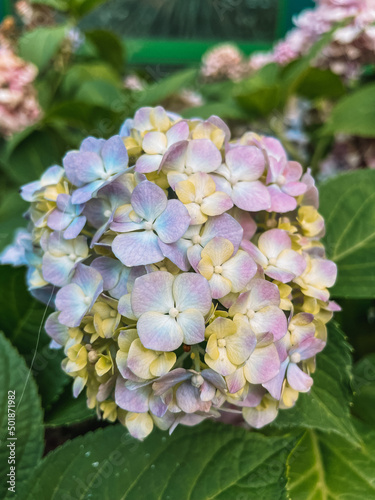 pink hydrangea flowers