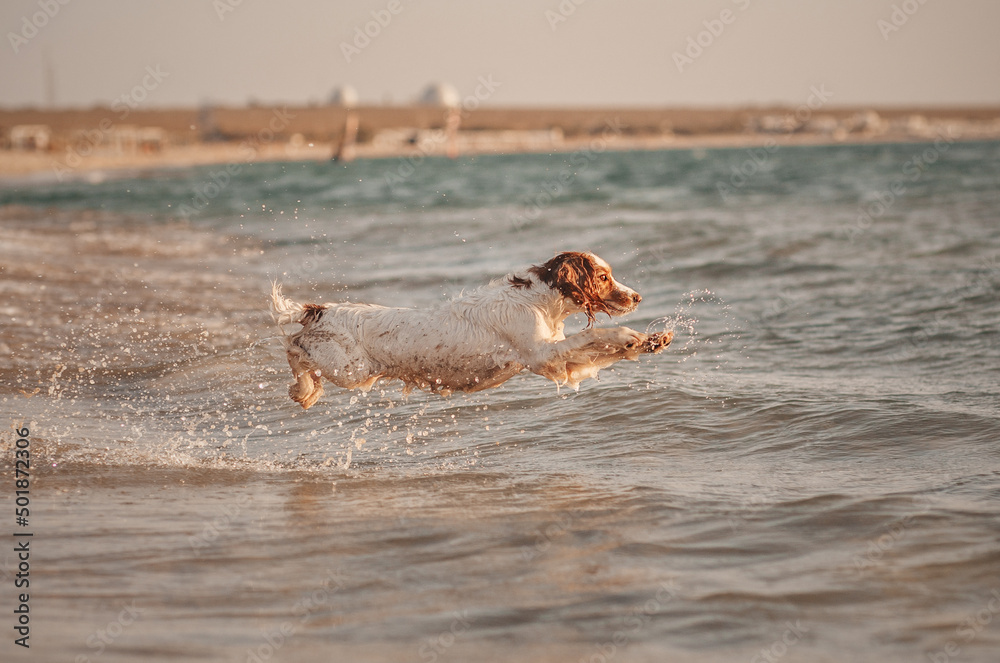 Fototapeta premium spaniel dog on the sea