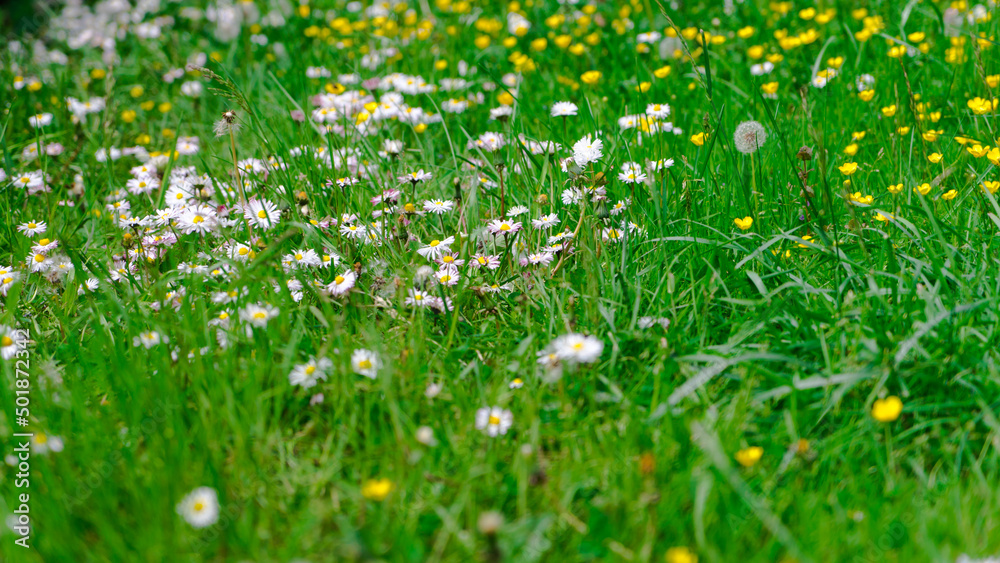 stokrotki na łące w trawie wiosną - obrazy, fototapety, plakaty 