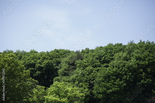 trees in the forest