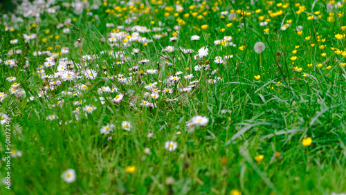 stokrotki na łące w trawie wiosną