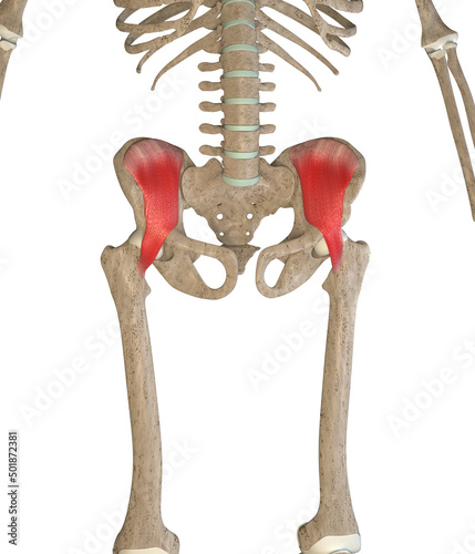 Bilde på lerret 3D Illustration of Iliacus Muscles on White Background