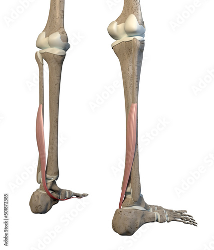 3D Illustration of Flexor Hallucis Longus Muscles on White Background photo