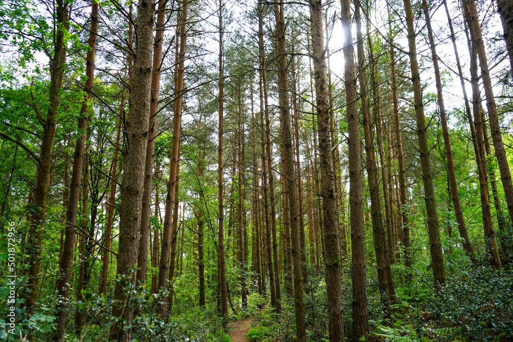 Looking up at tall pine trees Looking up at tall pine trees