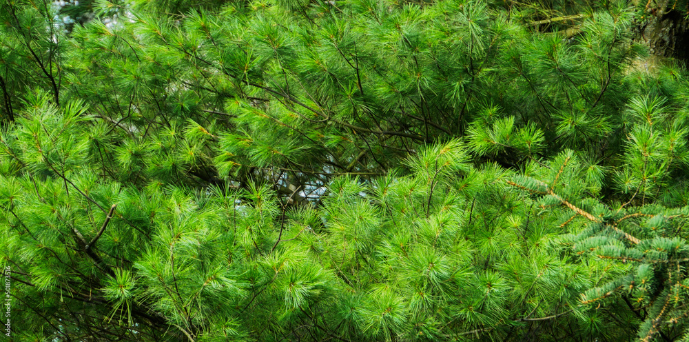 Background from larch branches in spring.