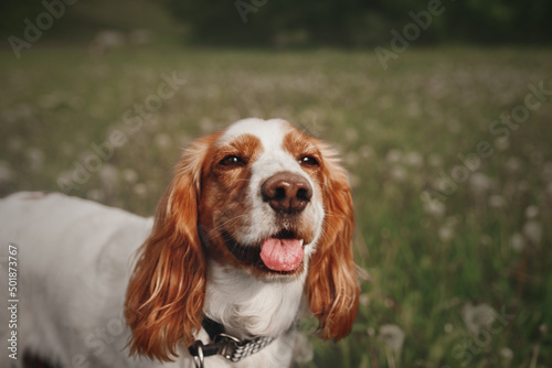 spaniel in the field