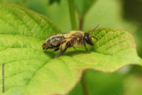 Closeup on an adult Hawthorn mining bee, Andrena scotica, sitting on a green leaf