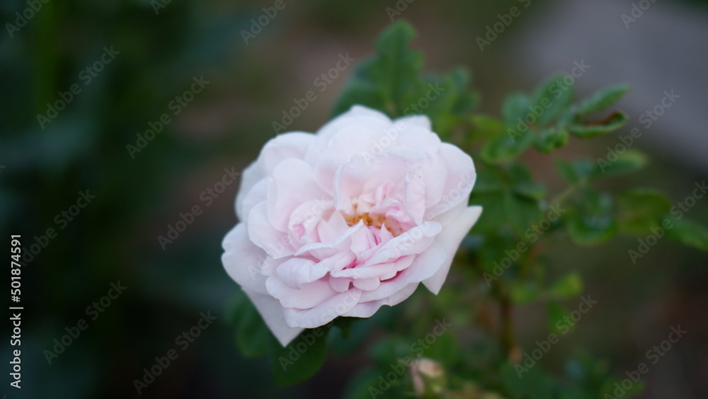 Blooming pink roses in the garden. Rosehipr oses on the Bush. Growing roses in the garden Blooming pink roses in the garden. Rosehipr oses on the Bush. Growing roses in the garden