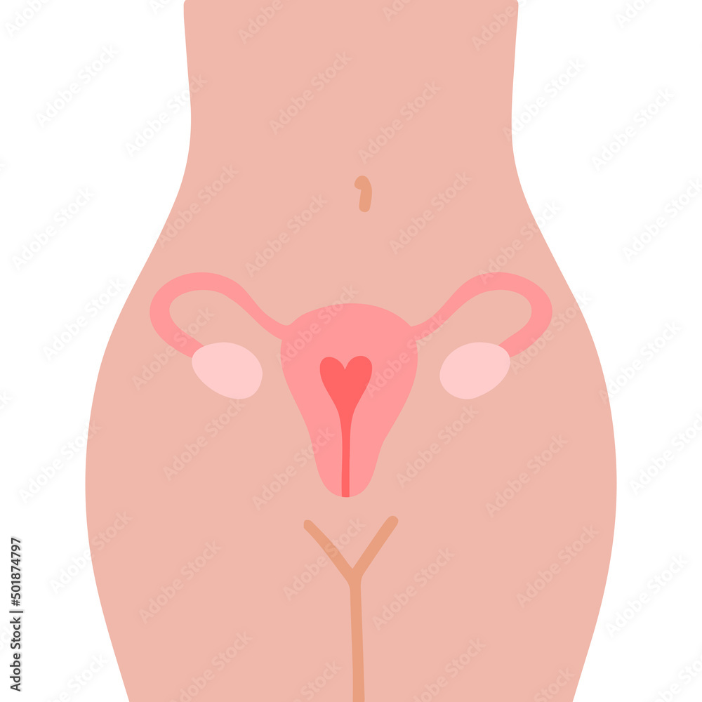 Uterus, female nature. Embryology. Uterus, female nature. Embryology.