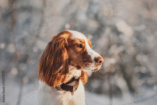 Fototapeta Naklejka Na Ścianę i Meble -  portrait of a winter dog