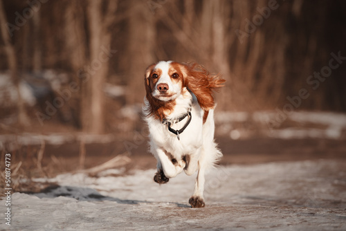 spaniel running in the snow