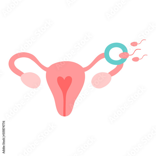 Fertilization icon. Uterus, sperm, insemination. Fertilization in the fallopian tube. Embryology