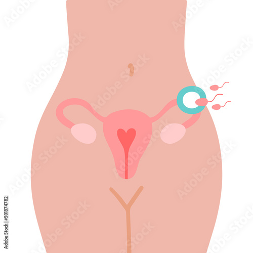 Fertilization icon. Uterus, sperm, insemination. Fertilization in the fallopian tube. Embryology. 