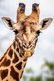 Close-up of a giraffe head in Tsavo, Kenya, Africa. Cute giraffe with sky background. Safari, wild life