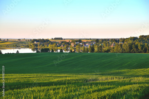 green wheat field, lake and village in the distance, idyllic summer landscape, trees and sunny summer evening, summer evening landscape, selective focus, soft focus