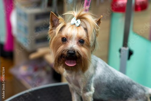 beautiful yorkshire terrier in a grooming salon after a haircut