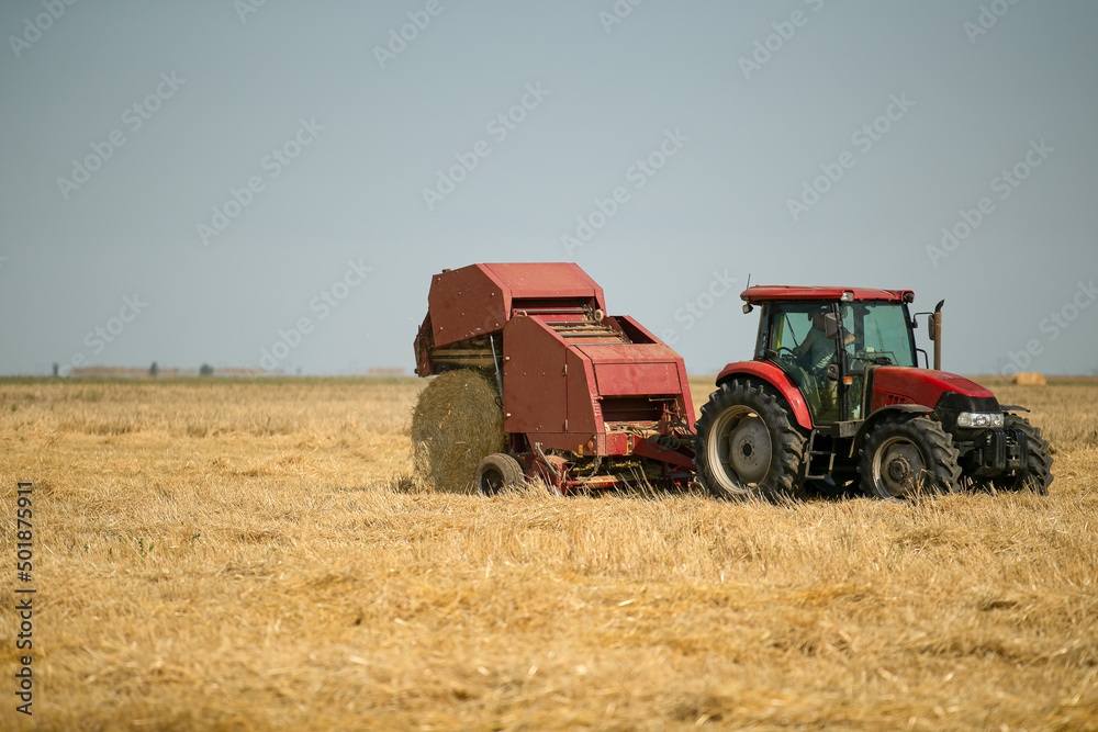 Obraz premium A round baler unloads a bale of fresh wheat during the harvest. Large round bales of hay stacked in the field are dried in the sun under bright blue skies after the harvest.