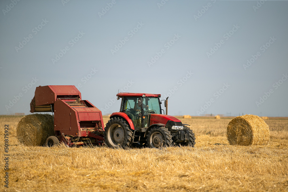 Fototapeta premium A round baler unloads a bale of fresh wheat during the harvest. Large round bales of hay stacked in the field are dried in the sun under bright blue skies after the harvest.