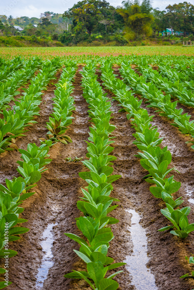 Cuban tobacco farm. Tobacco field. Low view of big green tobacco leaves. Shade grown plants. Tobacco plantation in San Juan Y Martinez, near Pinar del Rio, Vinales Valley, Cuba
Cuban tobacco farm. Tobacco field. Low view of big green tobacco leaves. Shade grown plants. Tobacco plantation in San Juan Y Martinez, near Pinar del Rio, Vinales Valley, Cuba