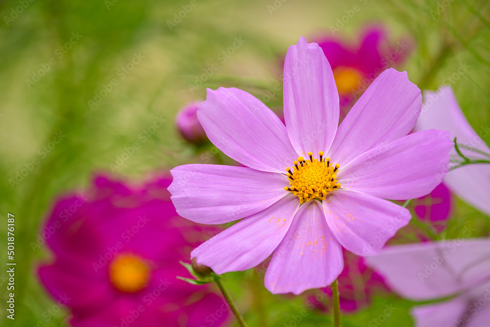 Schmuckkörbchen (Cosmos bipinnatus)