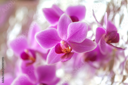 Orchidee  orchidaceae phalaenopsis 