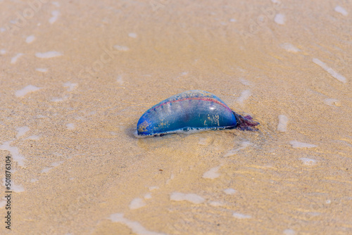 Dead Portuguese man o' war jellyfish (Physalia physalis) washed up lying on a sandy shore beach. Bluebottle on the sand in Playas del Este, Cuba 